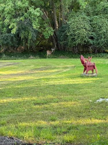 a deer standing in a field with a red bench at Comfy Classic Cute Apartment in Watertown