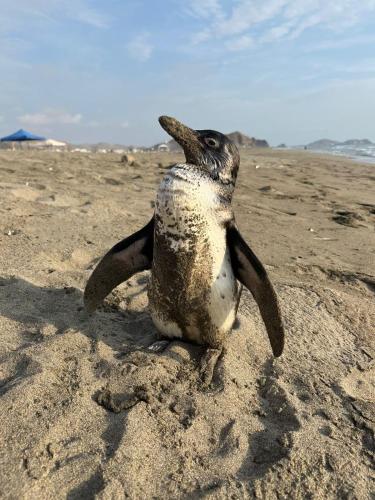 a penguin sitting on the sand on a beach at Hospedaje Los Lobos in Cerro Azul