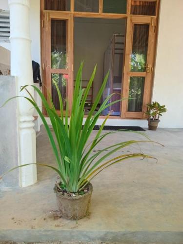 a plant in a pot in front of a building at Sarasvi in Dickwella