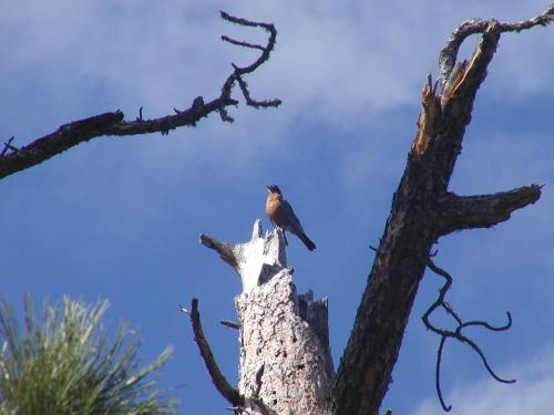 Animales en la casa o chalet o alrededores