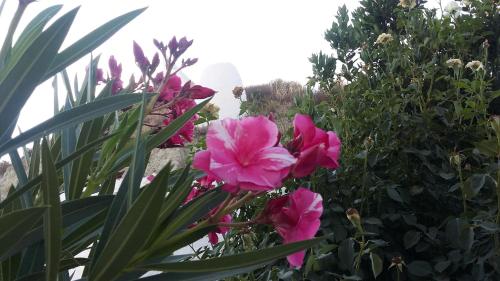 a bunch of pink flowers in a garden at Al Jatib in Baza