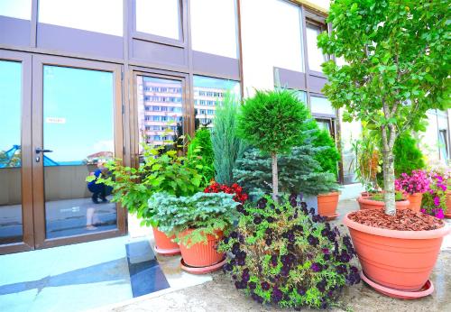 a group of potted plants in front of a building at Hotel Biscuit in Cluj-Napoca