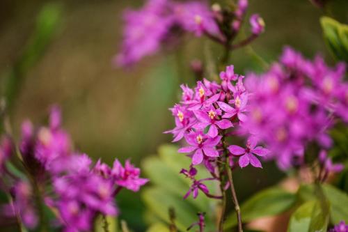 a group of purple flowers in a field at ORKY-MEL in Petite Île
