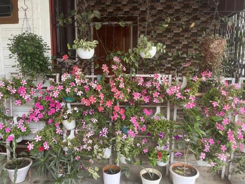 a bunch of flowers in pots in front of a window at Amazing Homestay in Guwahati