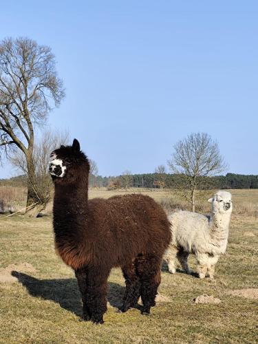 two llamas are standing in a field at Smocze Ranczo 3 in Ośno Lubuskie