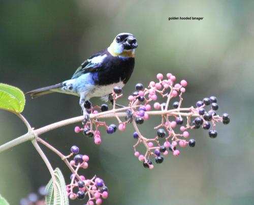 a bird perched on top of a tree branch at Danta Corcovado Lodge in Rincón