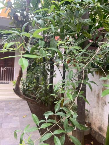a group of plants in pots next to a wall at Amazing Homestay in Guwahati