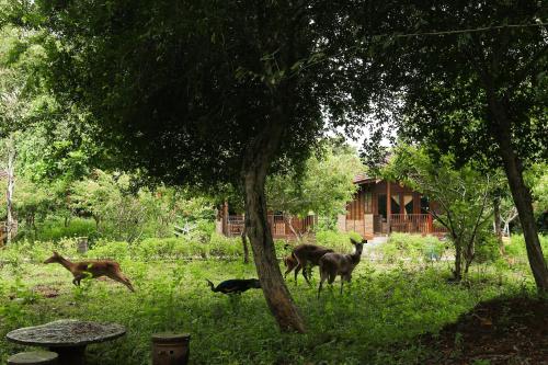 a group of animals standing in the grass near a house at Plengkung Lodge G-Land in Ringinpintu