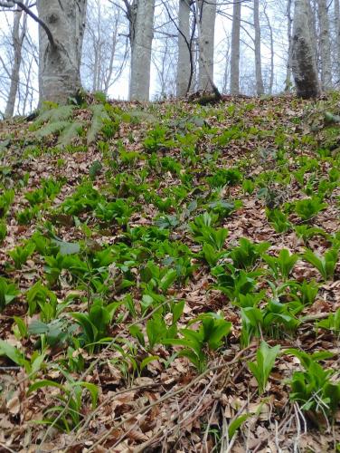 a bunch of green plants on a hill in the woods at Brvnare Kušići in Ivanjica