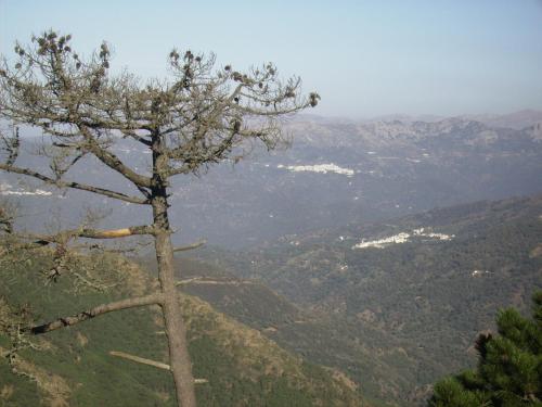a tree on top of a mountain with a view at La Posada del Recovero in Genalguacil