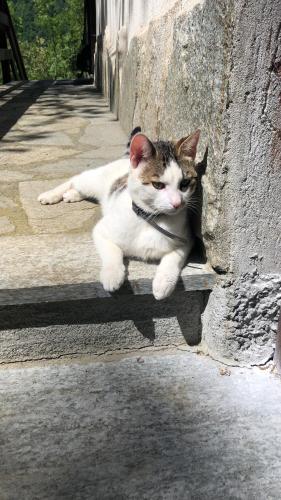 a cat laying on the side of a wall at Residence Ai Laghi in Temossi
