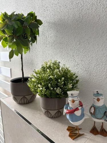 Ostseemöwe NEU photo 21