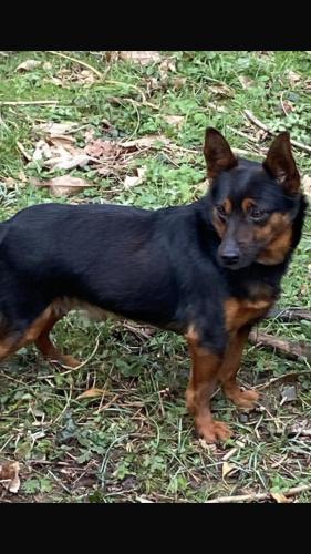 a black and brown dog standing in the grass at Residence Ai Laghi in Temossi