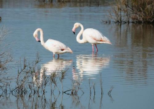 three flamingos are standing in the water at Charming Oroklini Penthouse with Ocean Views and Private Parking in Voroklini