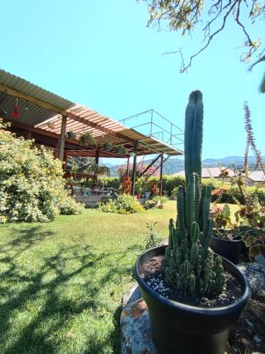 a cactus in a pot sitting in a yard at Hostal Vista Boquete in Bajo Boquete