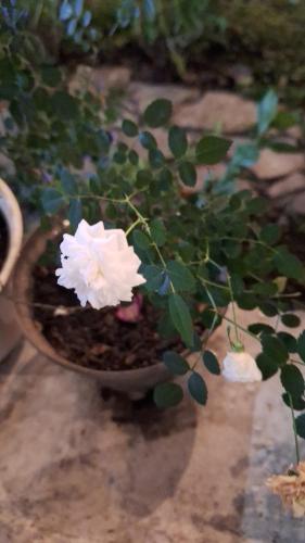 a plant with white flowers in a pot at Hostal Vista Boquete in Bajo Boquete