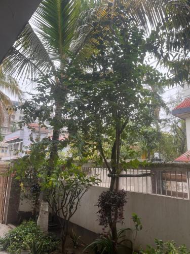 a tree in a yard next to a fence at Amazing Homestay in Guwahati