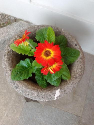 a flower pot with red flowers and green leaves at Casa Lari Stresa in Stresa