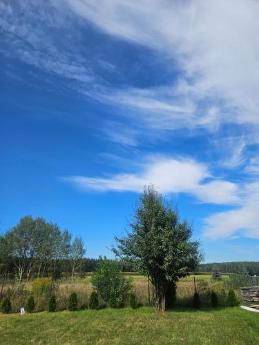 a tree in a field with a blue sky at Rentyny Rodzinny dom wypoczynkowy nad jeziorem in Rentyny