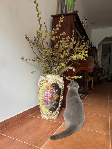 a cat sitting next to a vase with flowers at Casa Anastasia - Moieciu de Sus in Moieciu de Sus