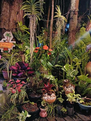 a display of plants in pots in a store at P P Garden Home Bungalow in Phi Phi Don