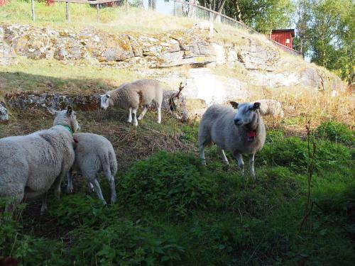 a group of sheep standing in a grassy field at Bella Karnes in Oksevik