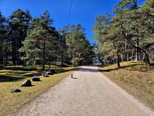 a dog is standing on a dirt road at Guest House Saulgriezes in Nīca