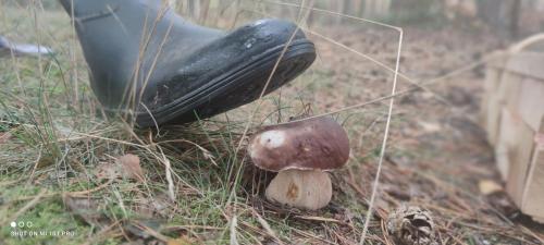 a mushroom sitting on the ground next to a knife at Żurawisko - Domki wśród natury in Jesiona
