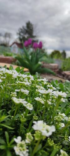 a field of white flowers with purple flowers in the background at Żurawisko - Domki wśród natury in Jesiona