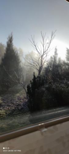 a blurry picture of a forest with trees and a road at Żurawisko - Domki wśród natury in Jesiona