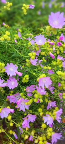 a bunch of pink flowers in the grass at Żurawisko - Domki wśród natury in Jesiona