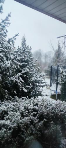 a snow covered christmas trees in a yard with a bench at Żurawisko - Domki wśród natury in Jesiona