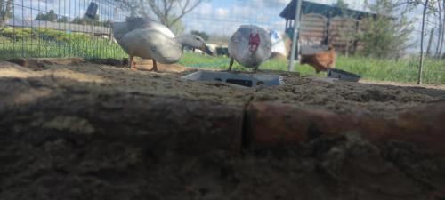 a group of birds standing in the dirt at Żurawisko - Domki wśród natury in Jesiona