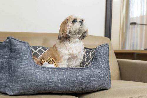 a dog sitting in a dog bed on a couch at Residence Inn Dayton North in Dayton