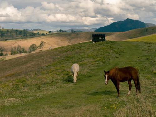 Animales en la casa o chalet o alrededores