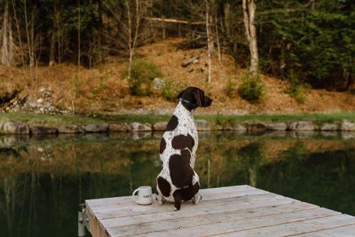a dog sitting on a dock looking at the water at Thistle House at Camp Greenwood Vermont with Sauna in Chester