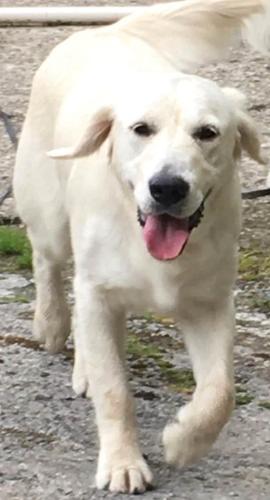 a white dog is walking on a road at Cosy Seaside Cottage Baltimore in Ballylinchy