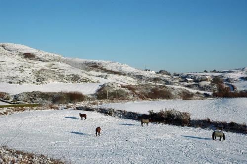 three animals grazing in a snow covered field at Cosy Seaside Cottage Baltimore in Ballylinchy