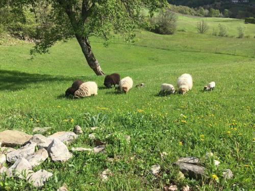 a group of sheep laying in the grass in a field at Casa CampoSelvatico in Valdena