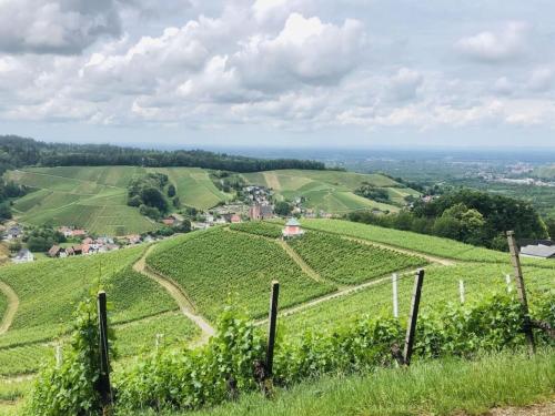 a view of a vineyard from a hill with a fence at Azuria Black Forest Loft in Kappelrodeck