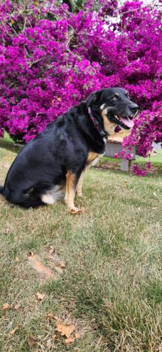 a dog sitting in the grass next to a bench at Pousada Cheiro de Mato in Monte Alegre do Sul