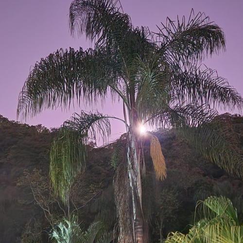 a palm tree with the sun behind it at Pousada Cheiro de Mato in Monte Alegre do Sul