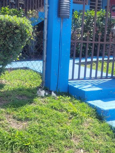 a cat sitting in the grass next to a fence at Silverbuttons in Rat Island