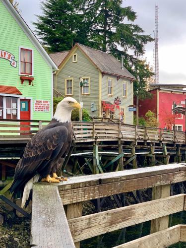 an eagle sitting on a wooden fence in front of houses at Inn At Creek Street in Ketchikan
