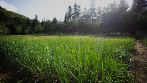 a field of tall green grass with trees in the background at Ethno Village Štitarica in Mojkovac