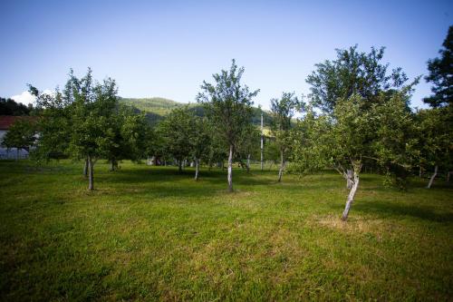 a group of trees in a field with green grass at Ethno Village Štitarica in Mojkovac