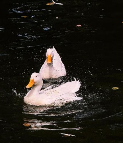 two white ducks swimming in the water at Abagatan ti Manila in Alfonso