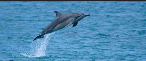 a dolphin jumping out of the water at Cosy Escape in Flic-en-Flac