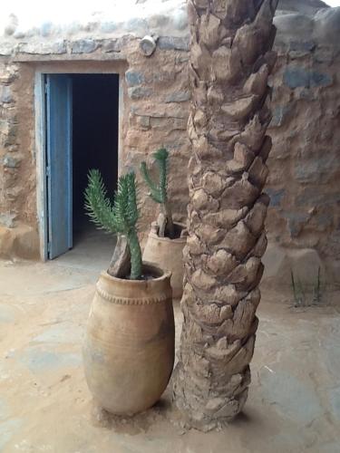 a plant in a pot next to a stone wall at Maison Boutchrafine in Erfoud