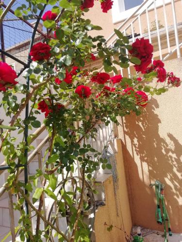 a plant with red roses growing on the side of a building at Apartments by the sea Prvic Luka, Prvic - 21276 in Prvić Luka